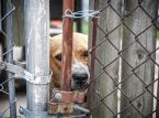 Dusiner af hunde reddet fra et svindelinternat i Uganda
