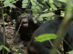 Vilde chimpanser observerede f&oslash;re en "borgerkrig" (antaget at v&aelig;re unikt menneskelig) i hidtil uset studier